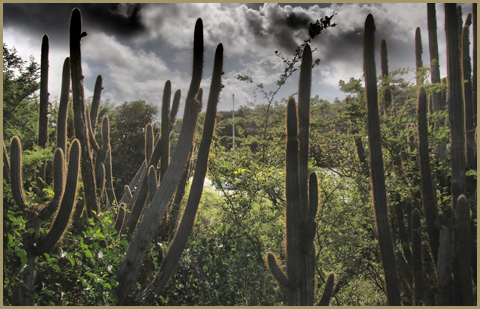 Cactus on Hassel Island