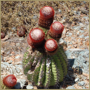 Turk’s cap cactus, Melocactus intortus