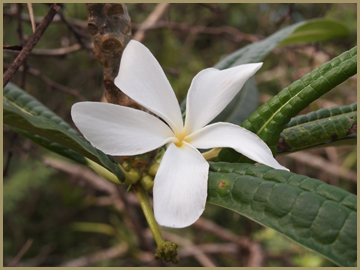 White frangipani blossom, Plumeria alba