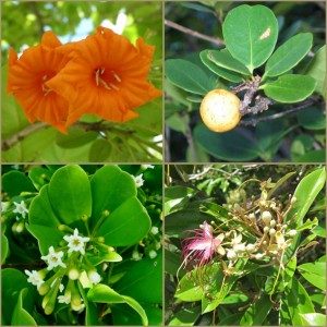 Examples of native vegetation
